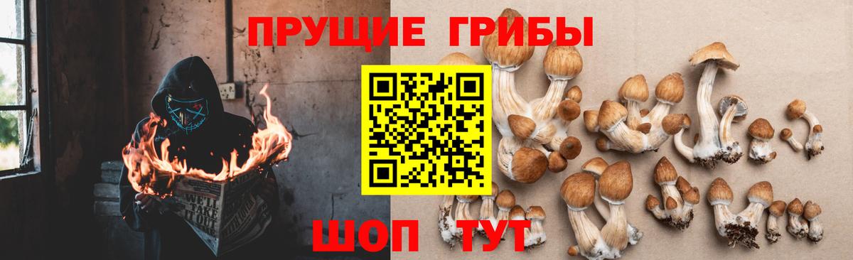 Псилоцибиновые грибы Psilocybe Ижевск
